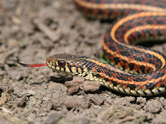 Eastern Plains Garter Snake